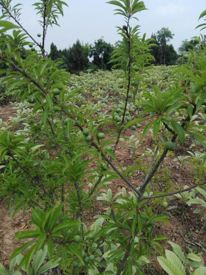正宗汶川脆红李子树苗，晚熟品种！各种规格均有！