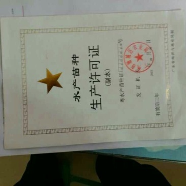 鲤鱼鱼苗，本公司专业技术指导，全国各地都可以空运，汽运。