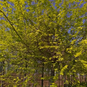金叶榆6~8cm4~6cm2.5~3m