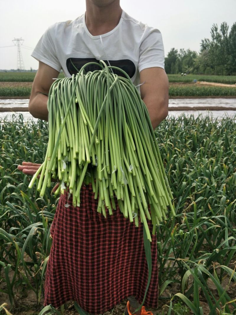 金乡红毛蒜薹无黄般60-70公分