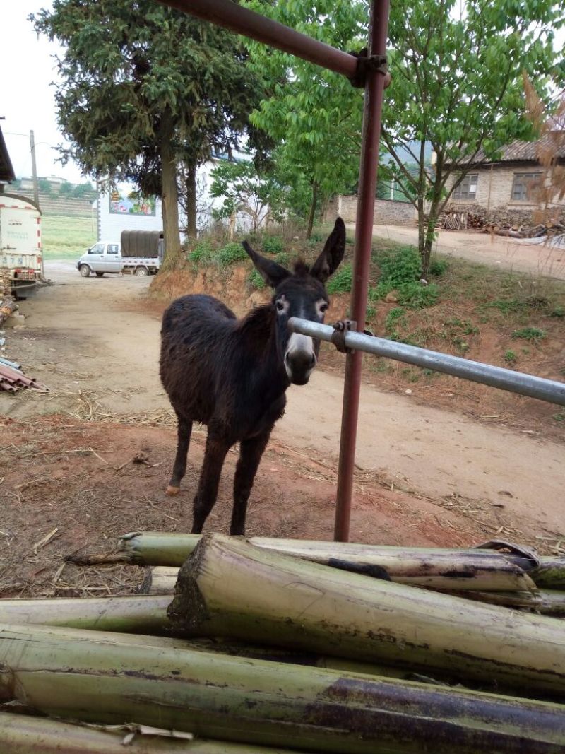 云南驴200~400斤