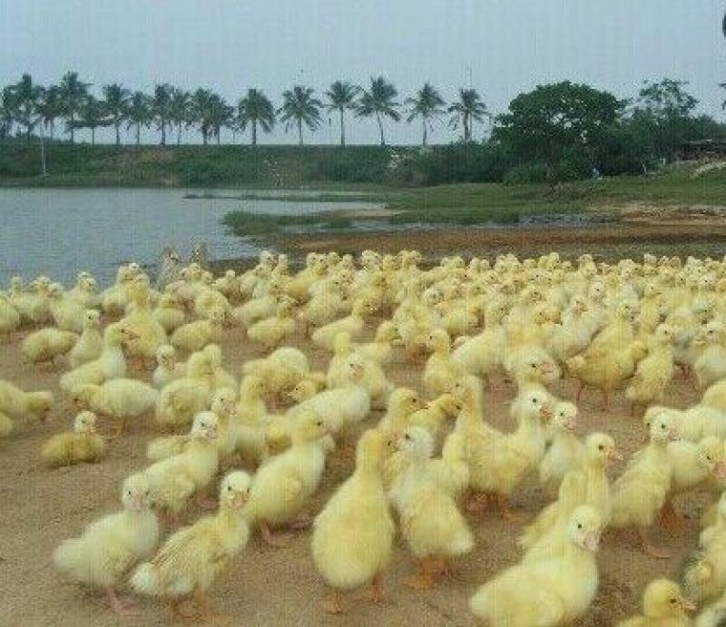 泰州白鹅鹅苗250g以下