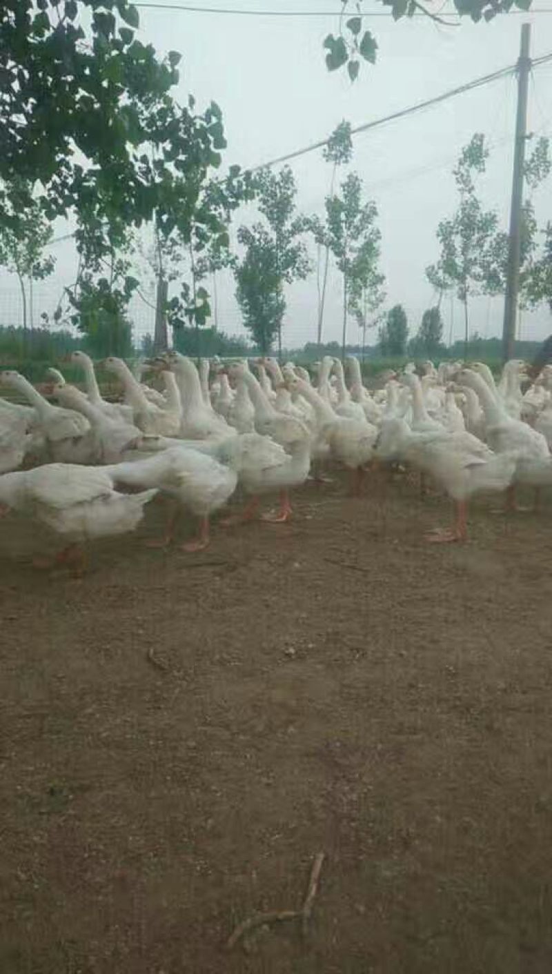 泰州白鹅鹅苗250g以下