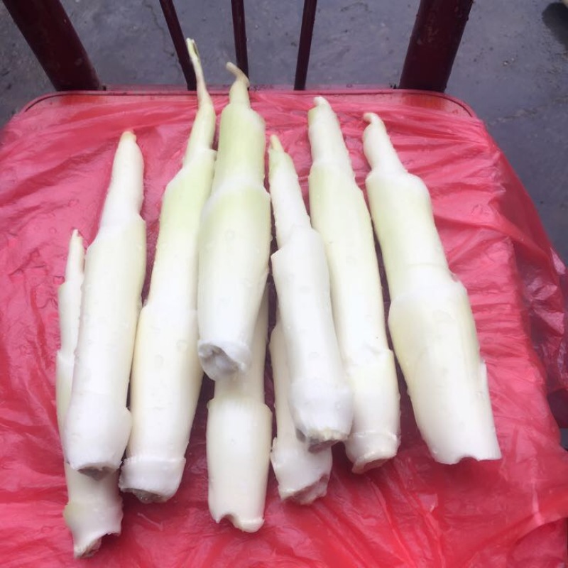 茭白种苗