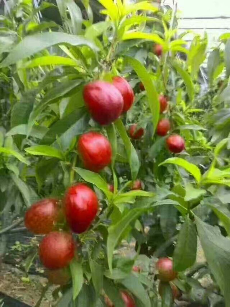油桃3两以上