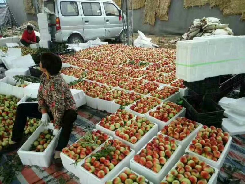 油桃3两以上