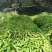 刨花润楠树苗，品质保证，规格齐全，欢迎来电咨询