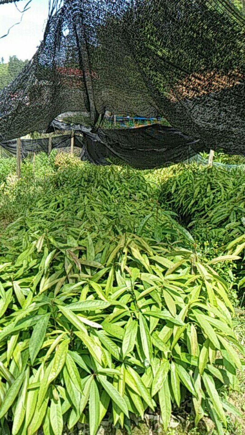 刨花润楠树苗，品质保证，规格齐全，欢迎来电咨询
