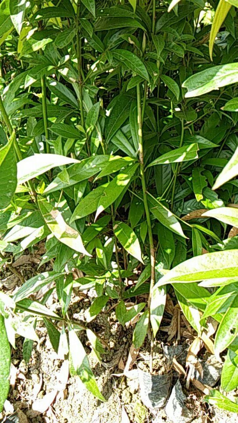 刨花润楠树苗，品质保证，规格齐全，欢迎来电咨询