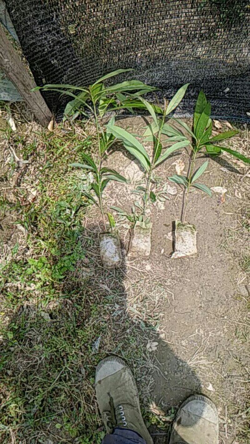 刨花润楠树苗，品质保证，规格齐全，欢迎来电咨询