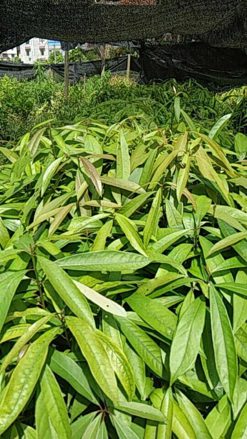 刨花润楠树苗，品质保证，规格齐全，欢迎来电咨询