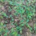 草果苗10cm以下