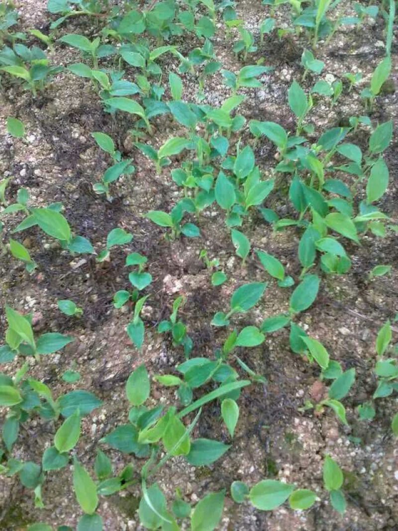 草果苗10cm以下