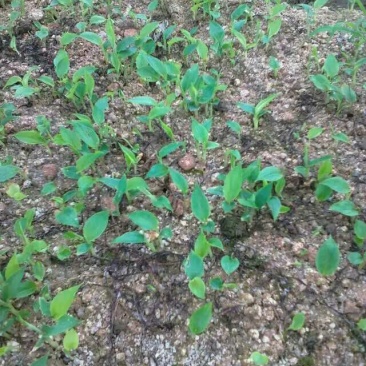 草果苗10cm以下
