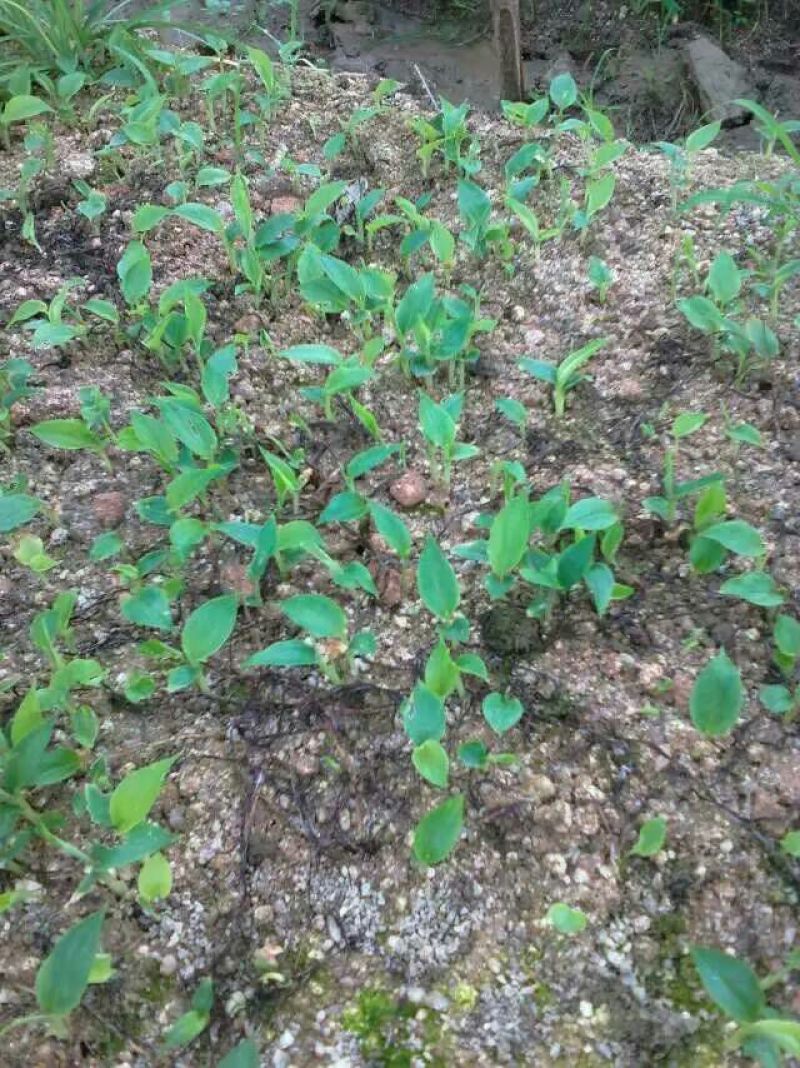 草果苗10cm以下