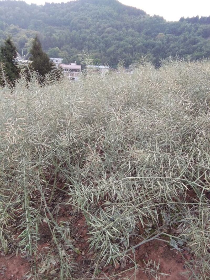 油菜籽2