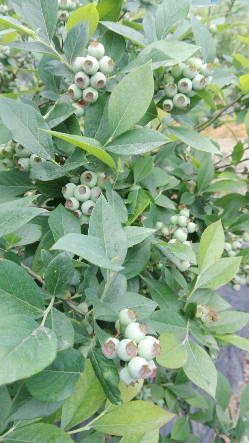 蓝莓苗30~50cm1~2年