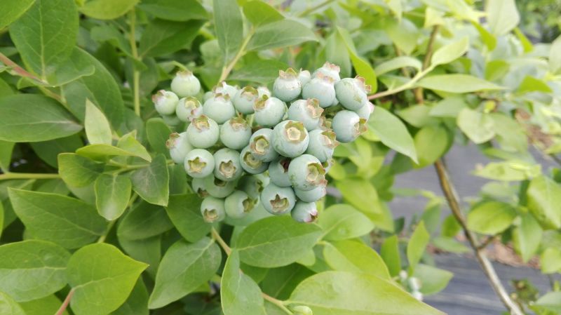 蓝莓苗30~50cm1~2年