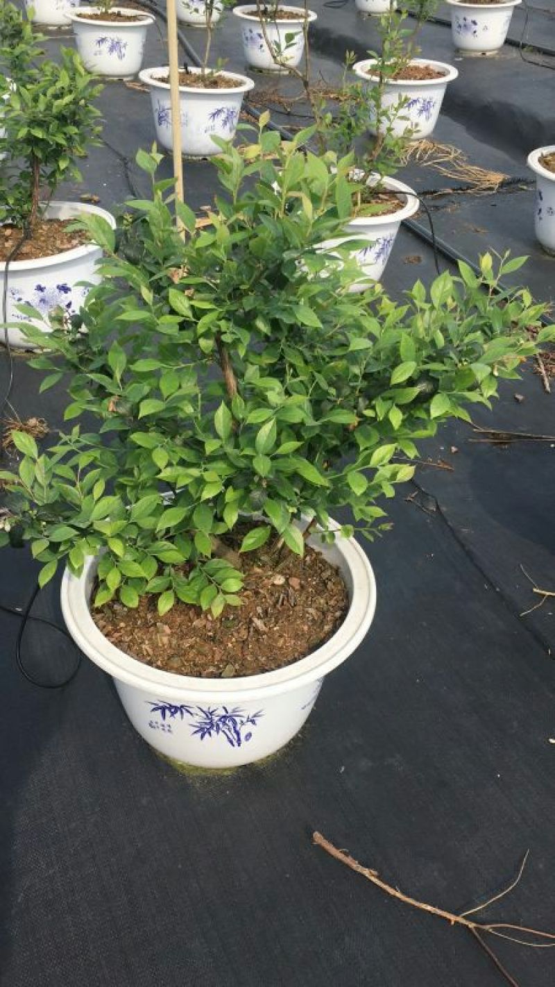 蓝莓苗30~50cm1~2年