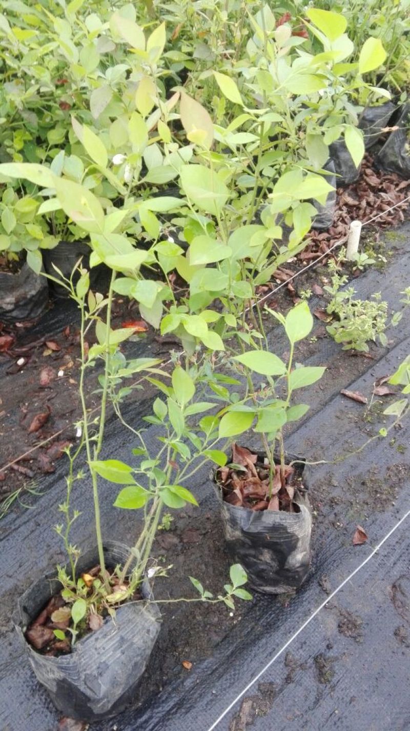 蓝莓苗30~50cm1~2年