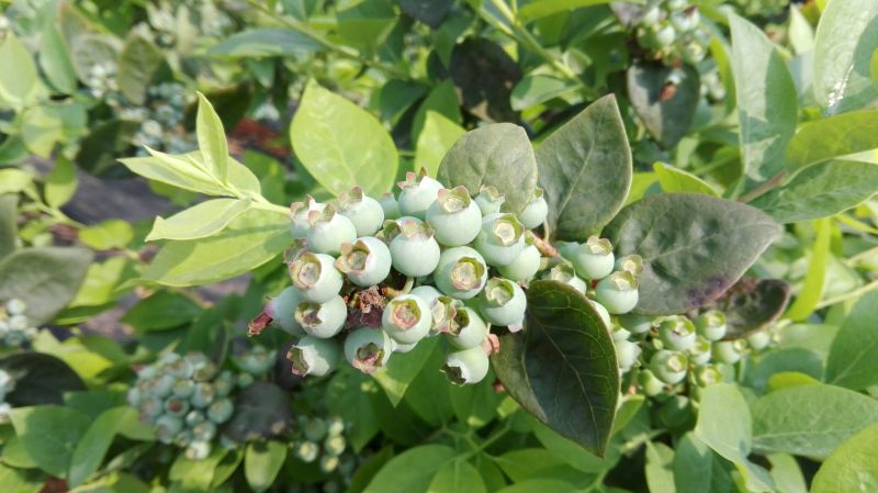 蓝莓苗30~50cm1~2年