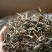百年大树茶特级