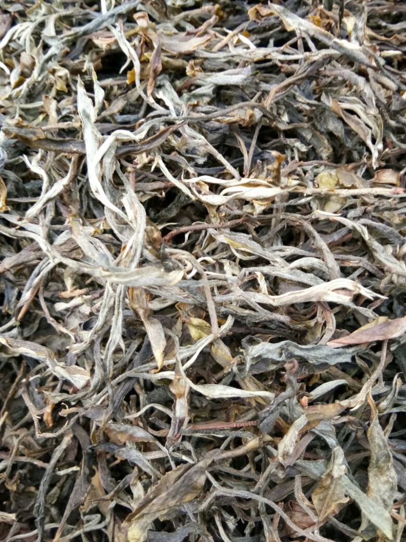 百年大树茶特级