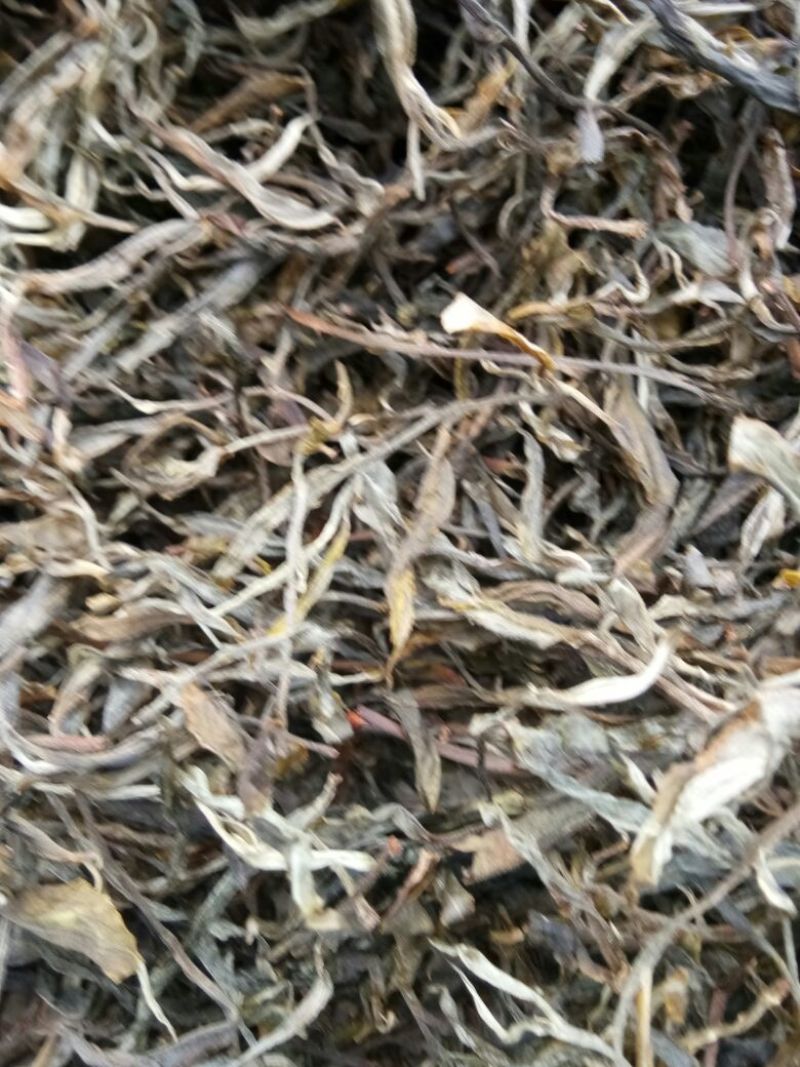 百年大树茶特级