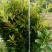 杨梅树30~50cm