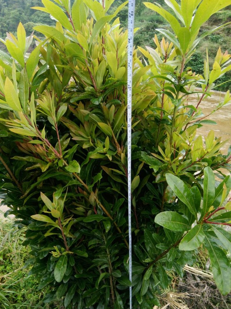 杨梅树30~50cm