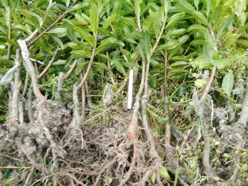 杨梅树30~50cm
