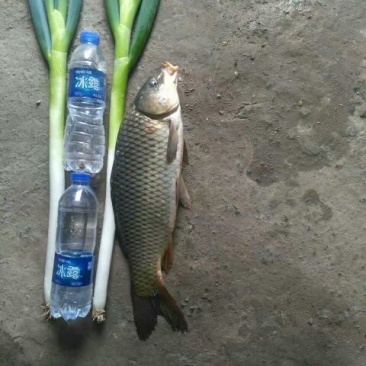 铁杆大葱净葱3cm左右30~40cm