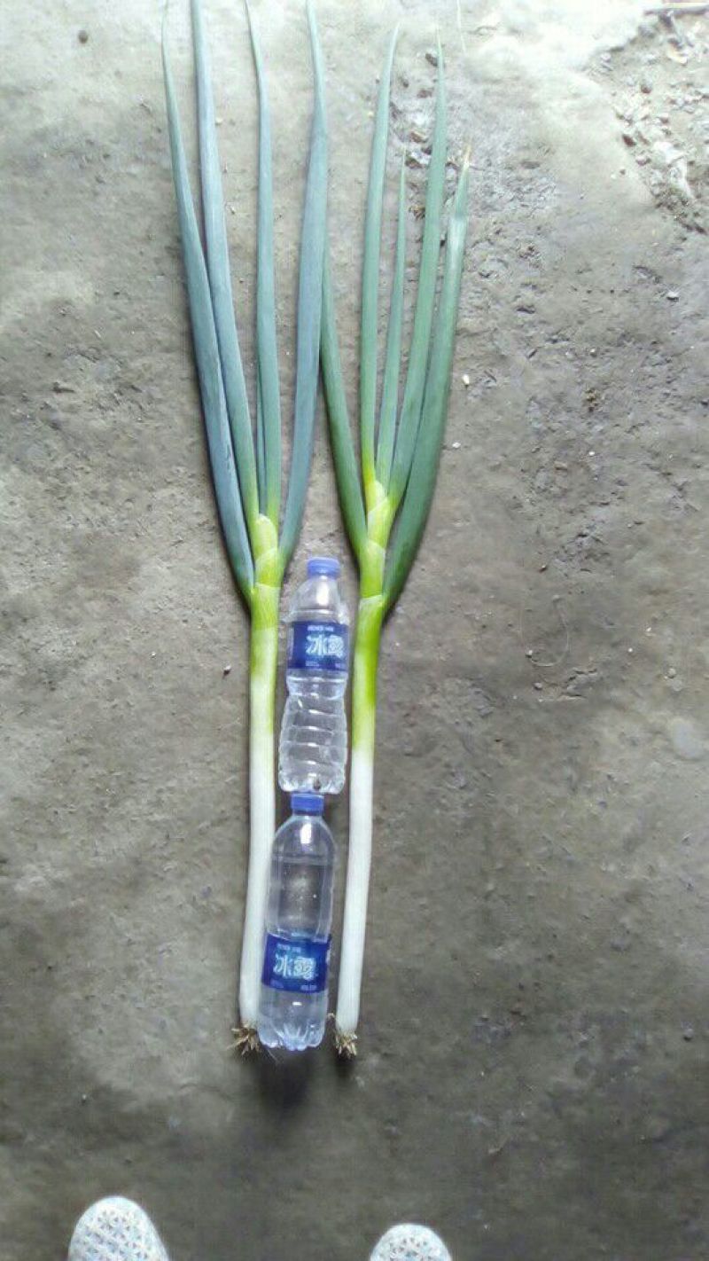 铁杆大葱净葱3cm左右30~40cm