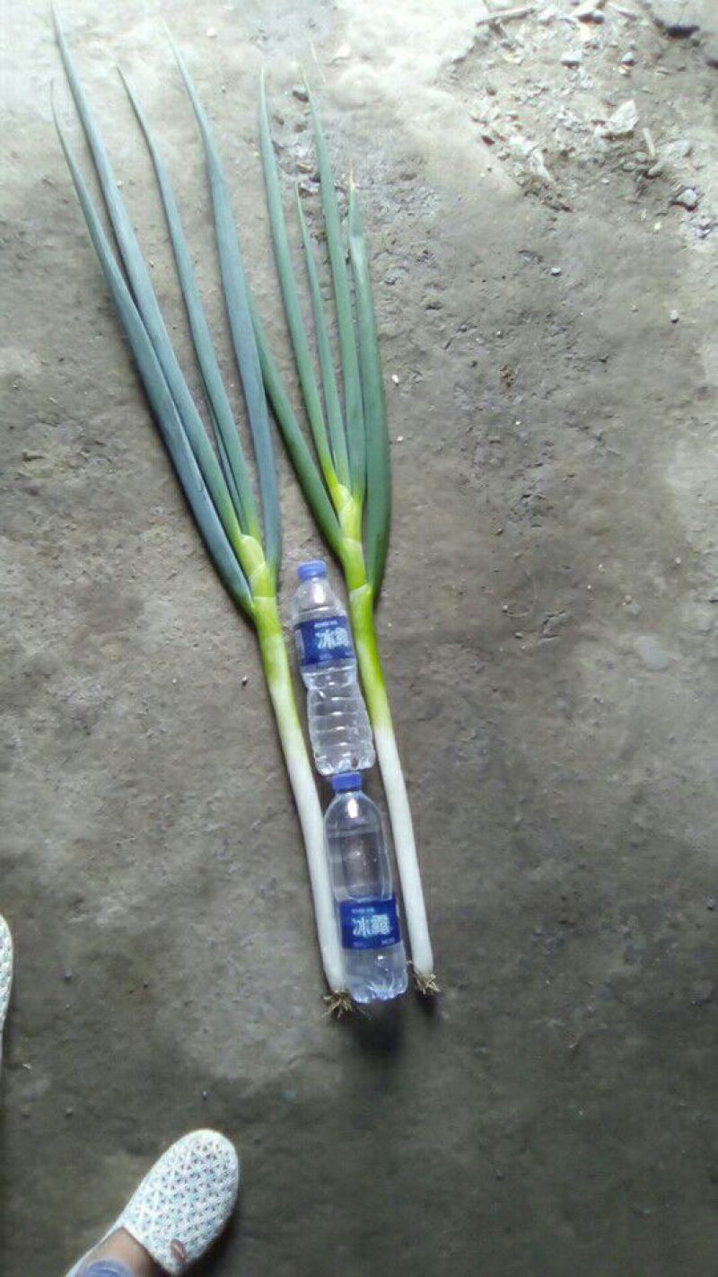 铁杆大葱净葱3cm左右30~40cm