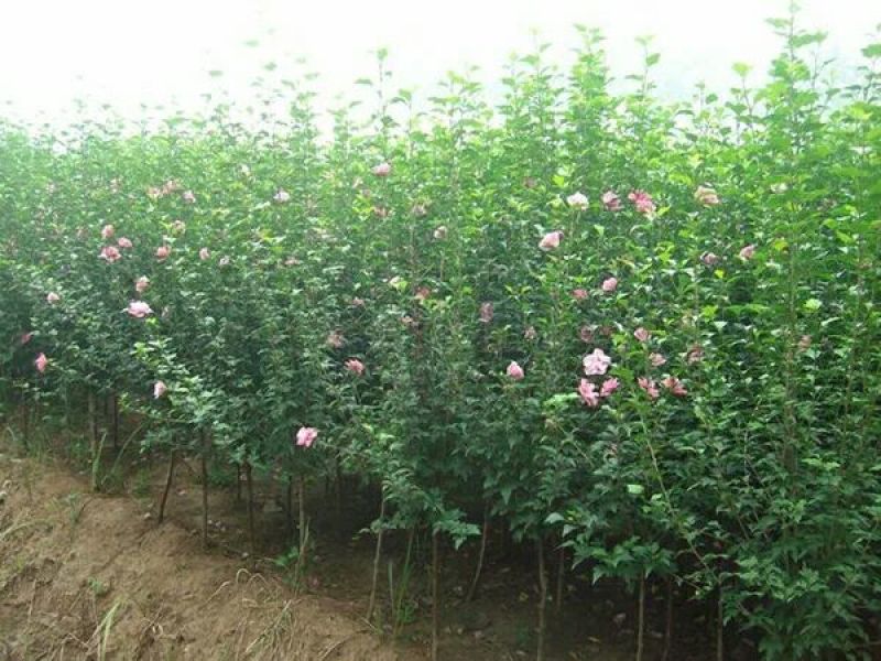 红花木槿树2~4cm4cm以下1.5~2米