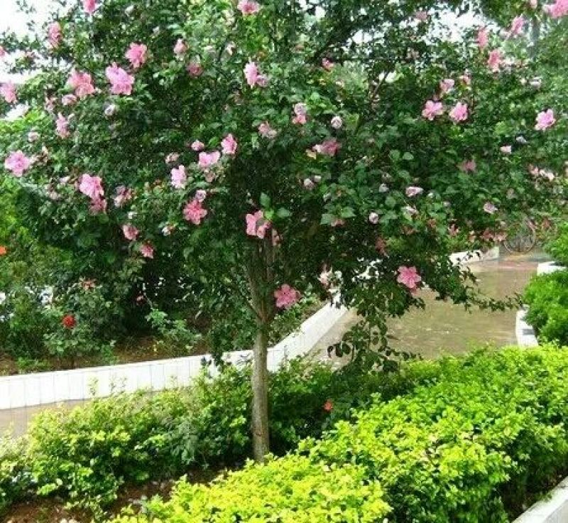 红花木槿树2~4cm4cm以下1.5~2米