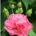 红花木槿树2~4cm4cm以下1.5~2米