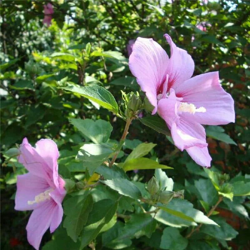 红花木槿树2~4cm4cm以下1.5~2米