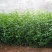 红花木槿树2~4cm4cm以下1.5~2米
