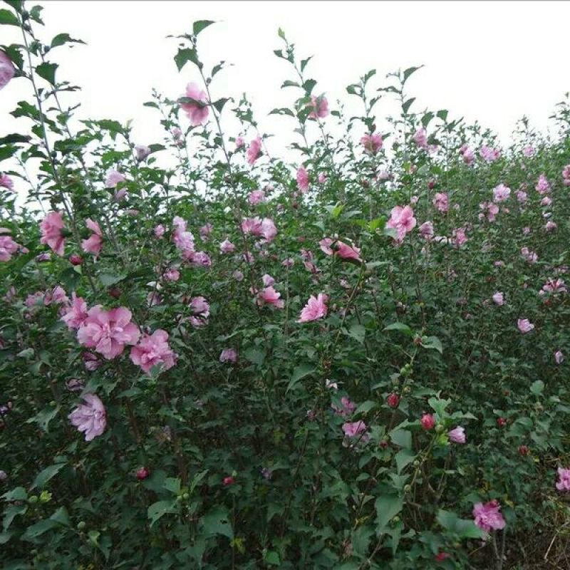 红花木槿树2~4cm4cm以下1.5~2米