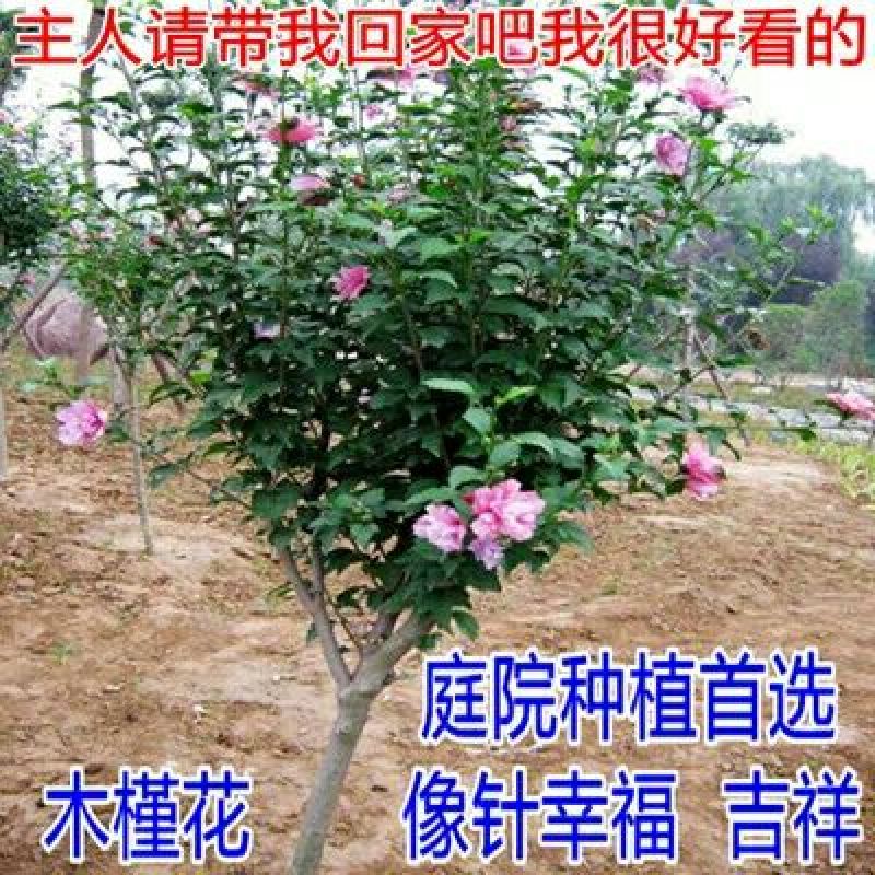 花叶木槿4~6cm4cm以下1.5~2米