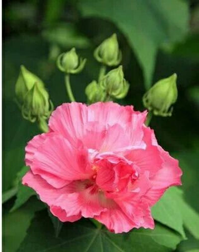 花叶木槿4~6cm4cm以下1.5~2米