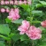 花叶木槿4~6cm4cm以下1.5~2米