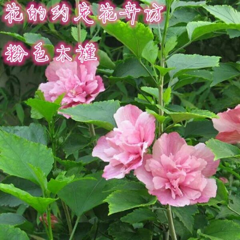 花叶木槿4~6cm4cm以下1.5~2米