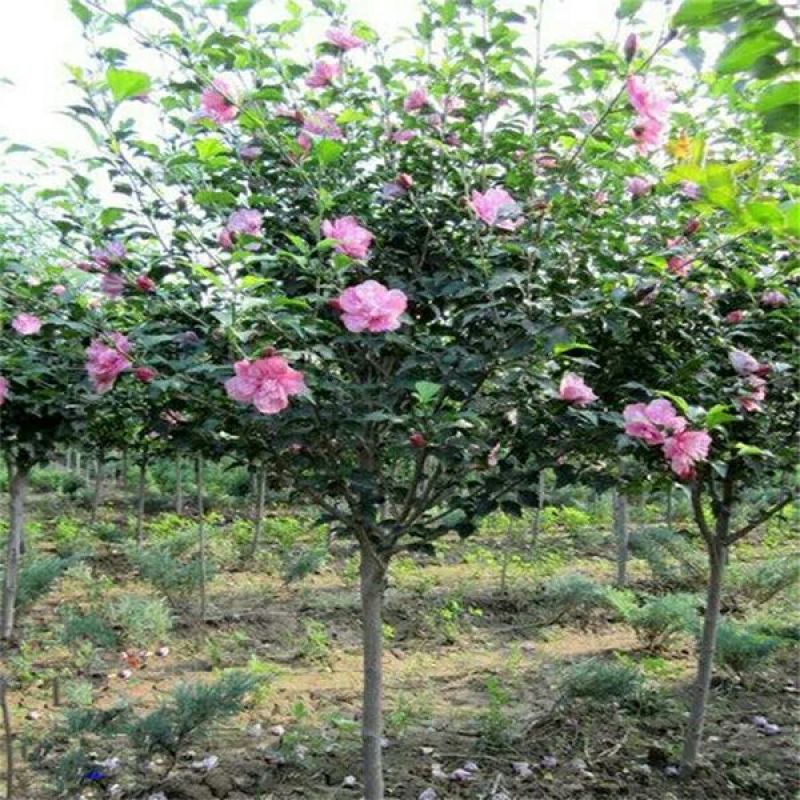 花叶木槿4~6cm4cm以下1.5~2米