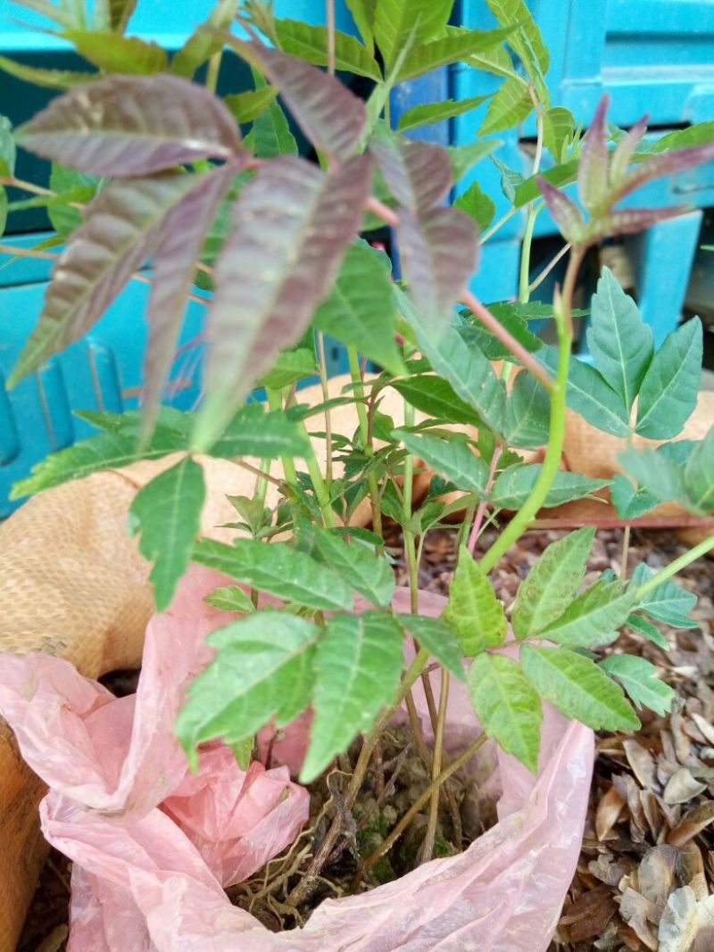 红叶香椿苗10~20cm大棚