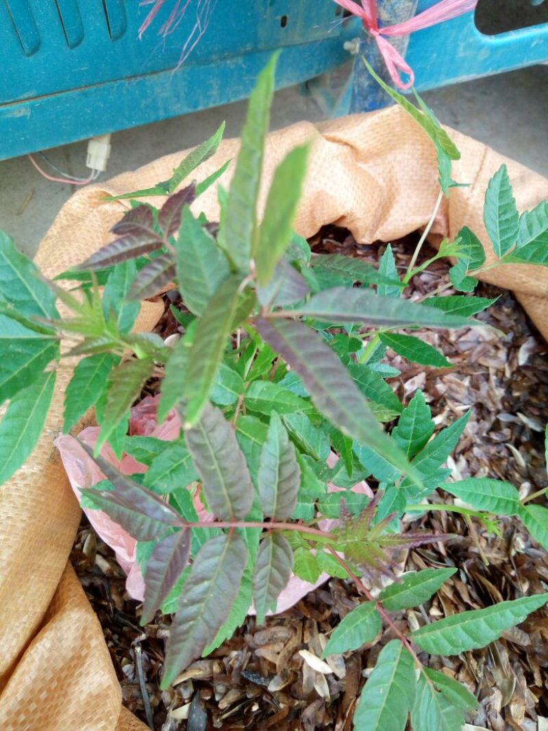 红叶香椿苗10~20cm大棚