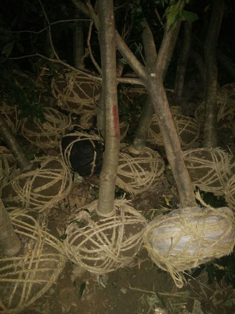杨梅树201~230cm