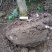 杨梅树201~230cm