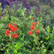 山丹百合双头为百合科百合属多年生球根花卉。山丹丹鳞茎含